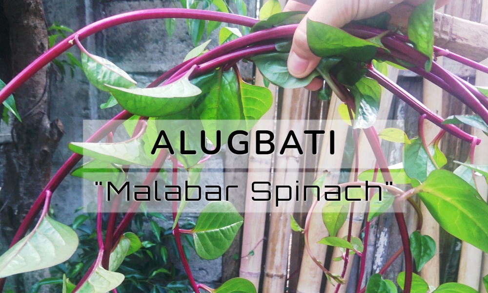 Top 3 Alugbati's Health Benefits